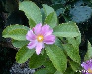 Pereskia grandifolia ©JLcoll.3818.JPG